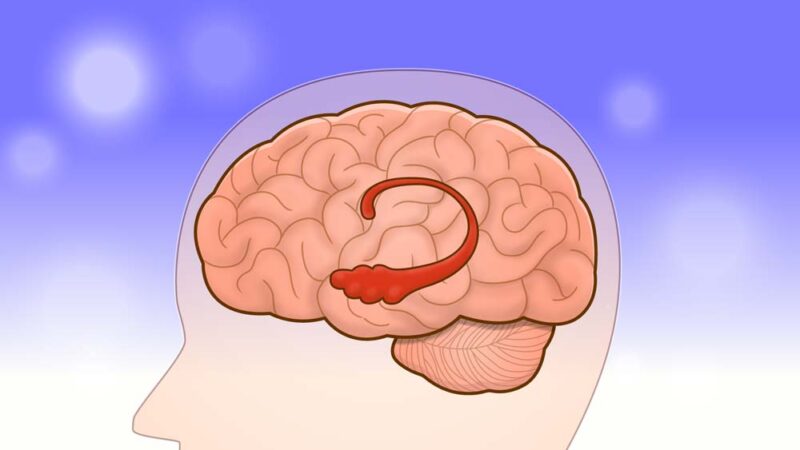 脳の中の海馬