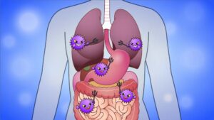 臓器のイラスト