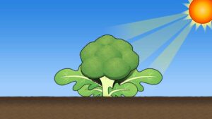 日差しを浴びるブロッコリー