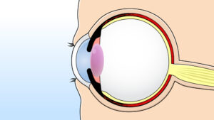 眼球断面のイラスト
