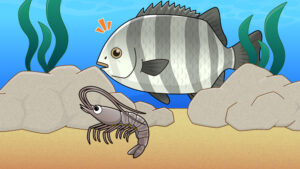 浅瀬にいるエビの色