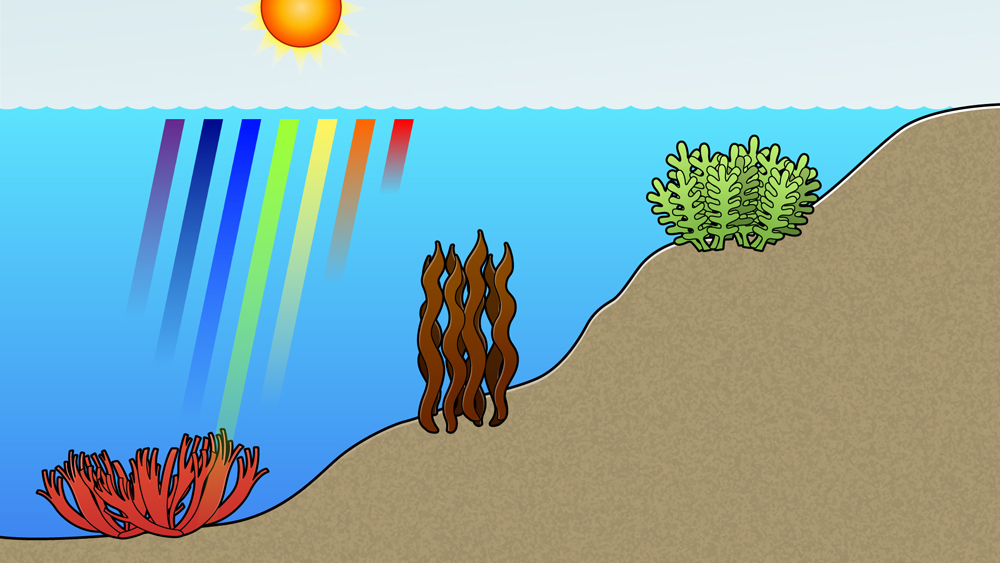 深さによって海藻の色がちがうイラスト
