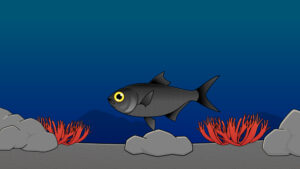 キンメダイが黒い場合のイラスト