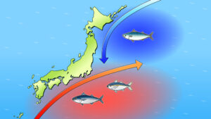 魚の生息図のイラスト