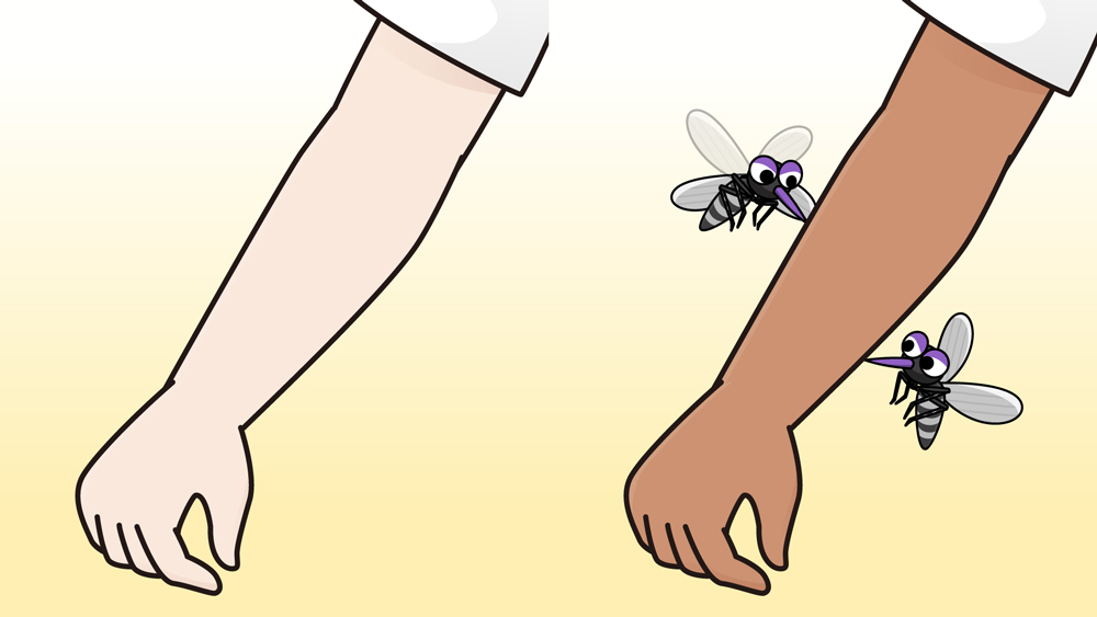 肌の色の違いと蚊