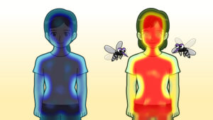 体温の違いと蚊