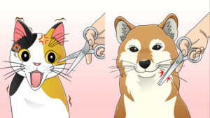 猫と犬のひげの違い