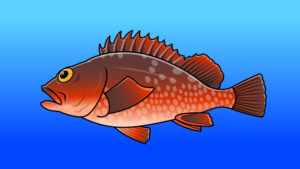 横から見たカサゴのイラスト