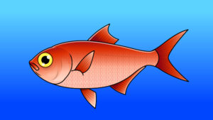 横から見たキンメダイの