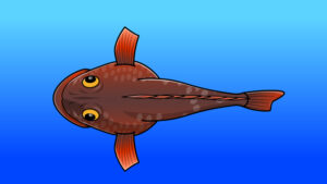 上から見たカサゴのイラスト