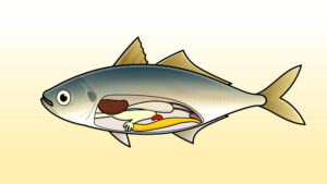 アジの内臓のイラスト