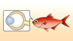 キンメダイの目の構造