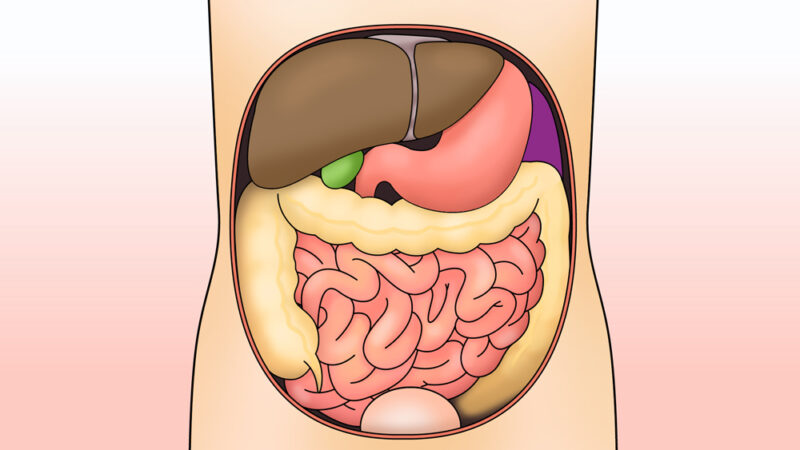 胃下垂と内蔵のイラスト 特急 高品質 イラスト アニメーション制作 合同会社こころえ