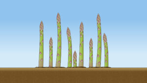 アスパラガスが生えている様子