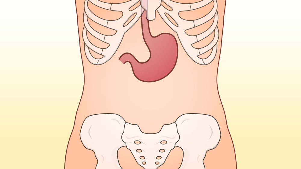 正常の胃