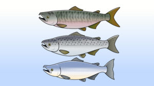 鮭の違いのイラスト