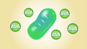 ミトコンドリア