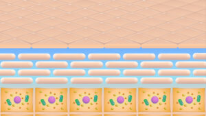 皮膚の表面と細胞