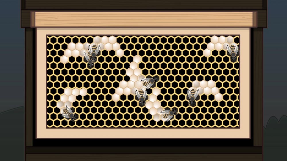 箱の中で巣をつくるミツバチ