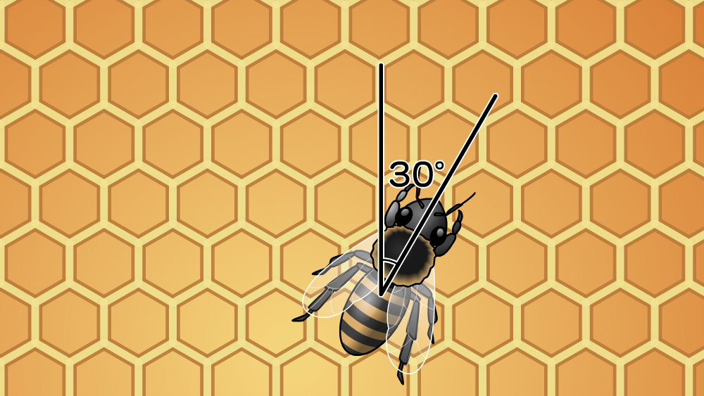 ミツバチの角度で蜜の場所を伝える
