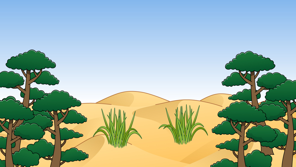 砂丘にある植物